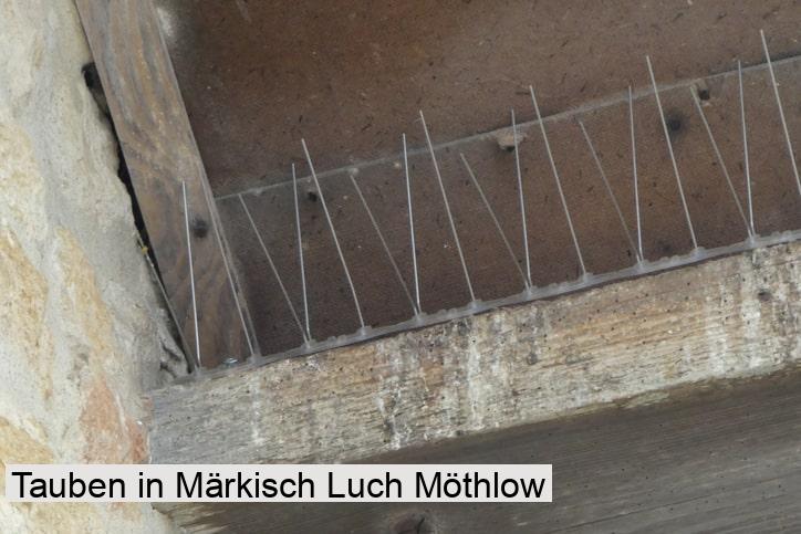 Tauben in Märkisch Luch Möthlow